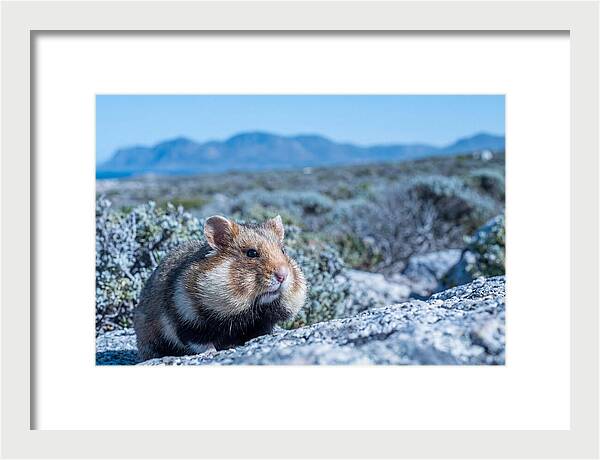 Hamster Cheek Pouches