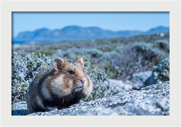 Hamster Cheek Pouches