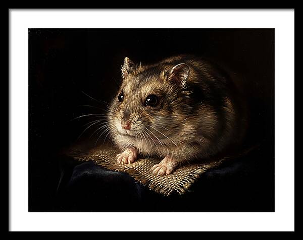 Hamster In Soft Light