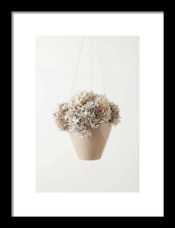 Hanging Basket Cascading With Petals