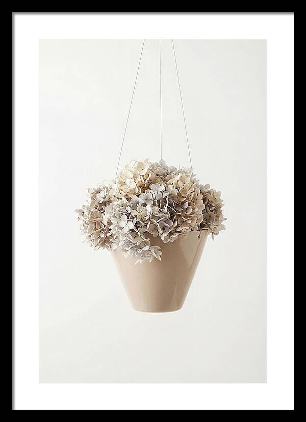 Hanging Basket Cascading With Petals