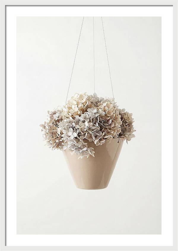 Hanging Basket Cascading With Petals