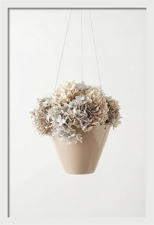 Hanging Basket Cascading With Petals