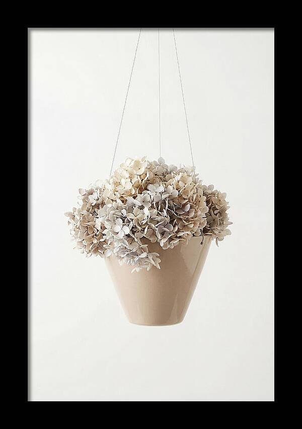 Hanging Basket Cascading With Petals