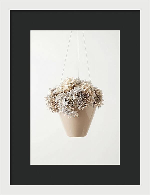 Hanging Basket Cascading With Petals