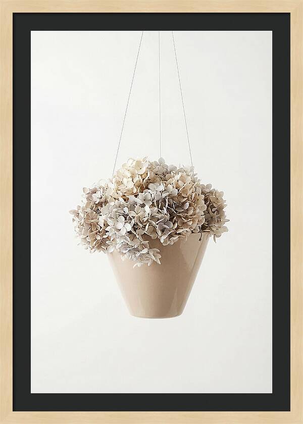 Hanging Basket Cascading With Petals