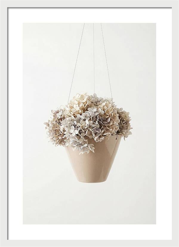 Hanging Basket Cascading With Petals