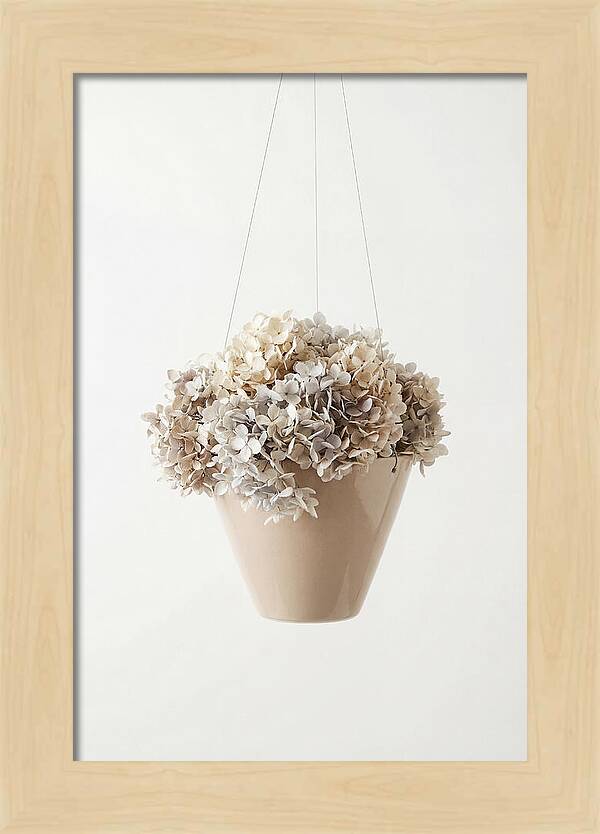 Hanging Basket Cascading With Petals