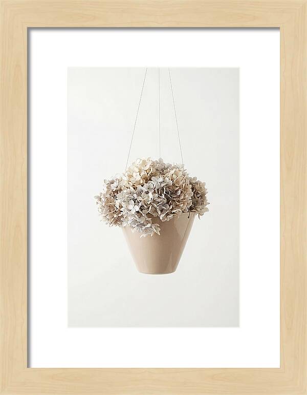Hanging Basket Cascading With Petals