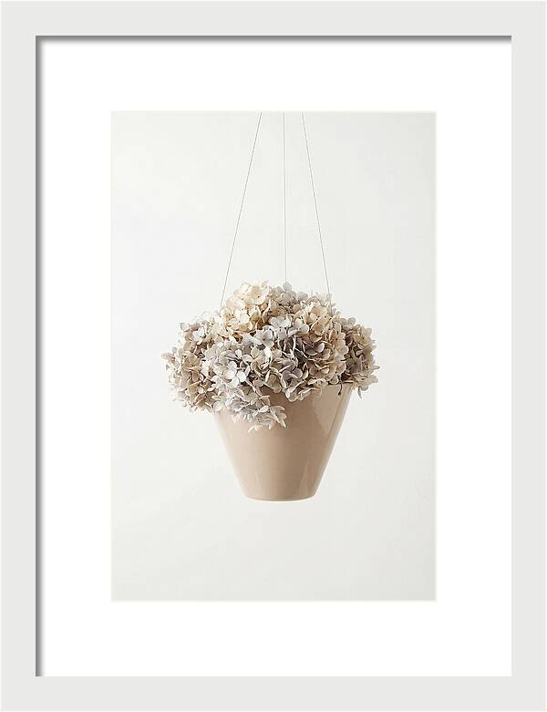 Hanging Basket Cascading With Petals