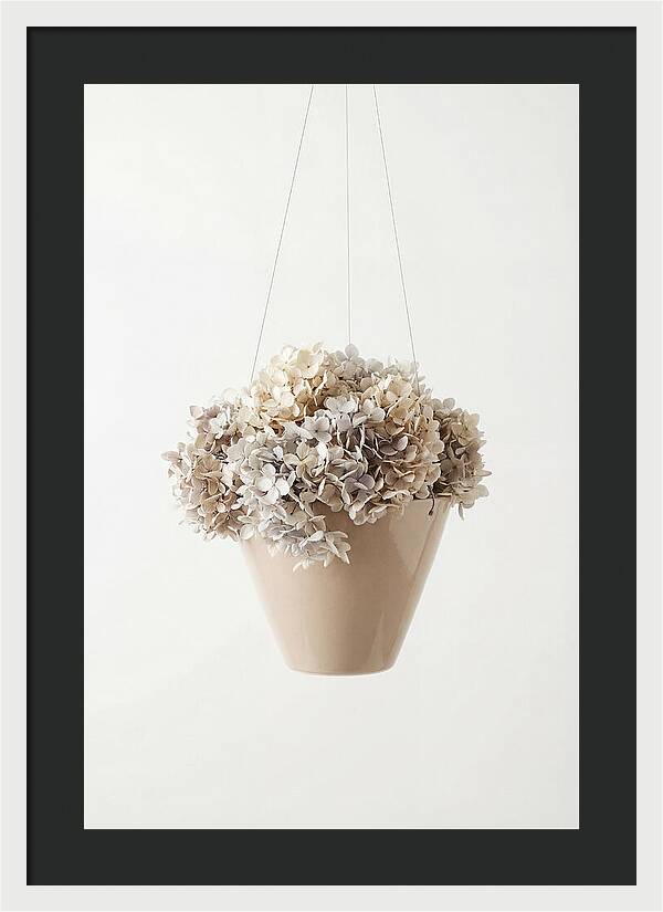 Hanging Basket Cascading With Petals
