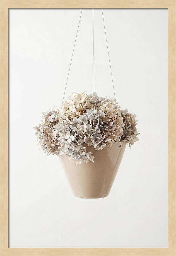 Hanging Basket Cascading With Petals