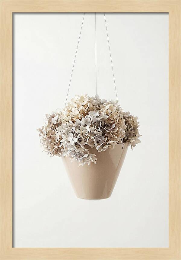Hanging Basket Cascading With Petals