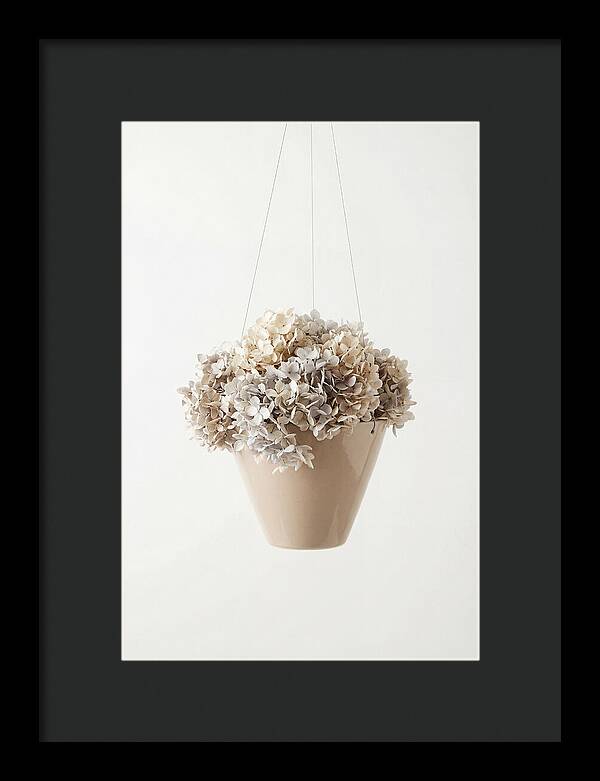 Hanging Basket Cascading With Petals