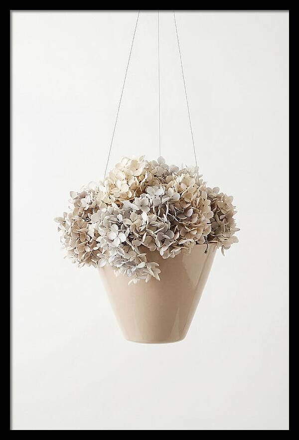 Hanging Basket Cascading With Petals