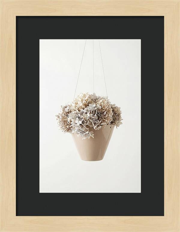 Hanging Basket Cascading With Petals