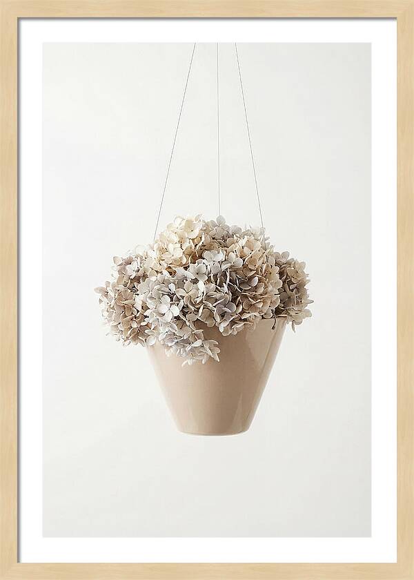 Hanging Basket Cascading With Petals