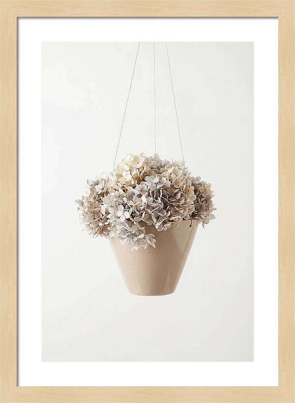 Hanging Basket Cascading With Petals
