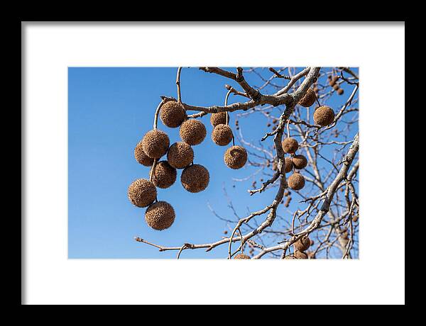 Hanging Seed Balls Against Blue Sky