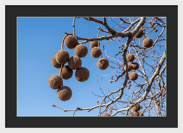 Hanging Seed Balls Against Blue Sky