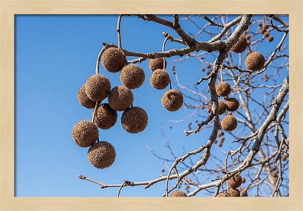 Hanging Seed Balls Against Blue Sky
