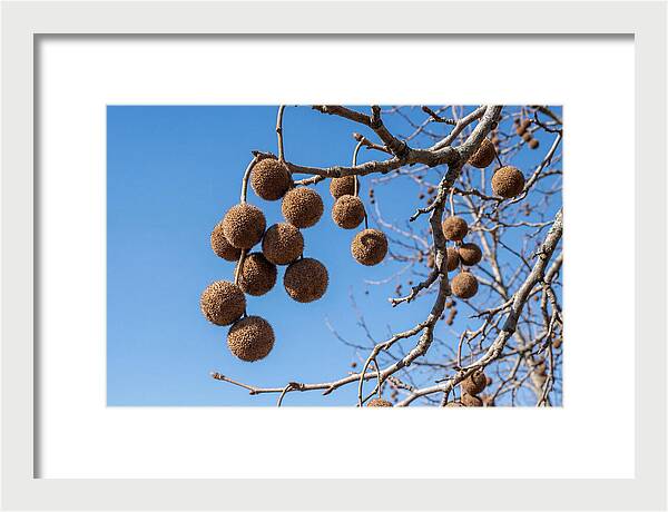 Hanging Seed Balls Against Blue Sky