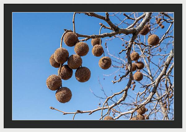 Hanging Seed Balls Against Blue Sky