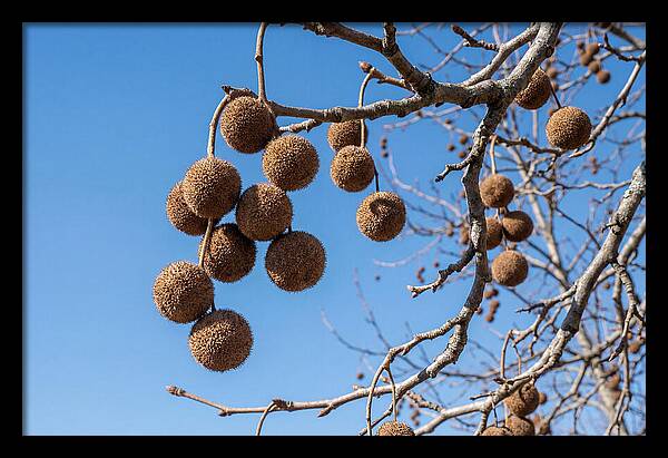 Hanging Seed Balls Against Blue Sky