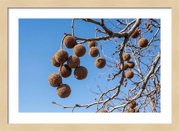 Hanging Seed Balls Against Blue Sky