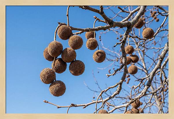 Hanging Seed Balls Against Blue Sky