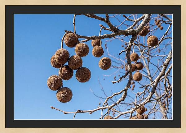 Hanging Seed Balls Against Blue Sky