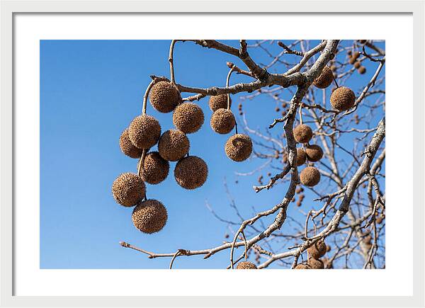 Hanging Seed Balls Against Blue Sky