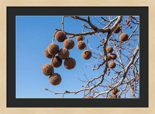 Hanging Seed Balls Against Blue Sky