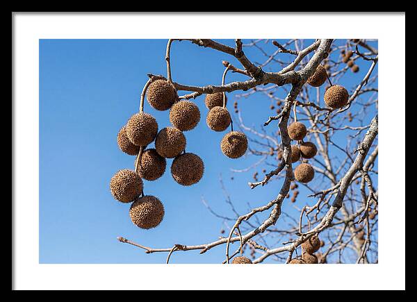 Hanging Seed Balls Against Blue Sky