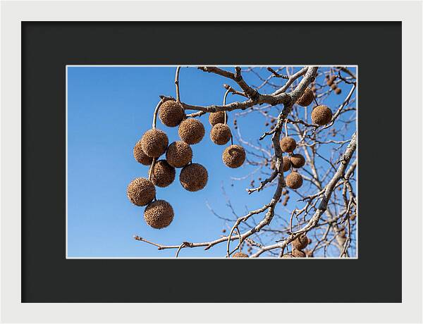 Hanging Seed Balls Against Blue Sky