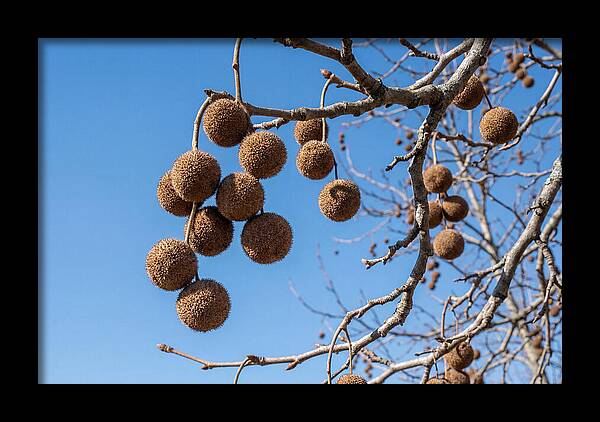 Hanging Seed Balls Against Blue Sky