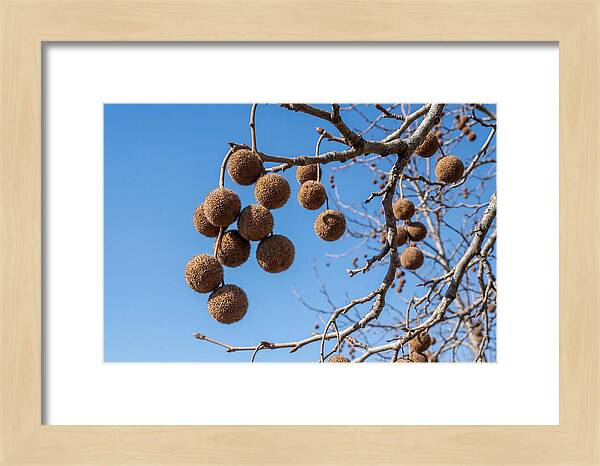 Hanging Seed Balls Against Blue Sky