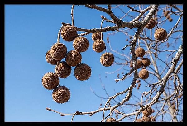 Hanging Seed Balls Against Blue Sky