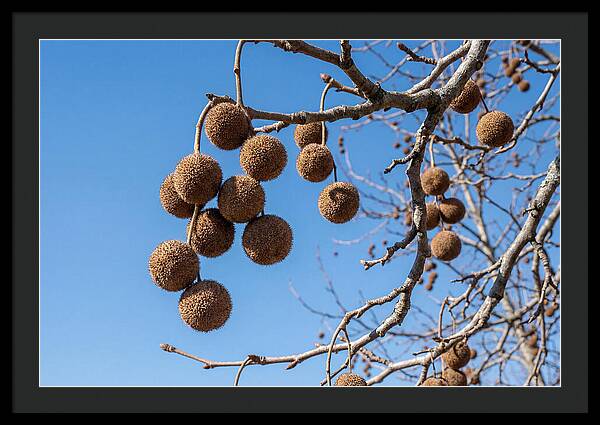 Hanging Seed Balls Against Blue Sky