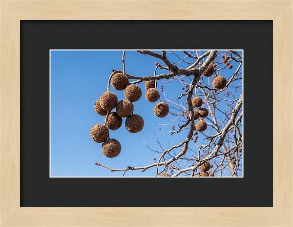 Hanging Seed Balls Against Blue Sky