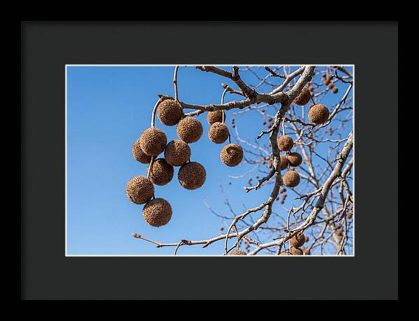 Hanging Seed Balls Against Blue Sky