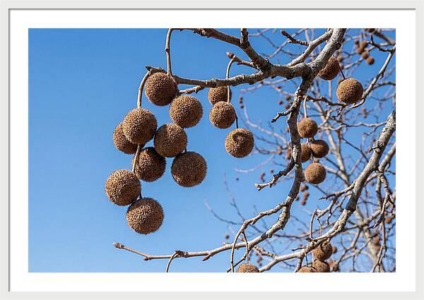 Hanging Seed Balls Against Blue Sky