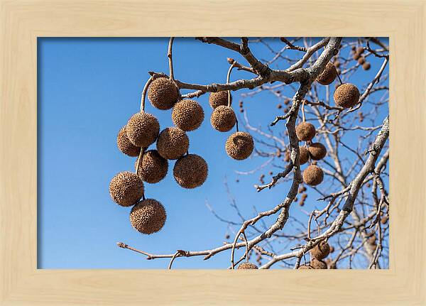 Hanging Seed Balls Against Blue Sky
