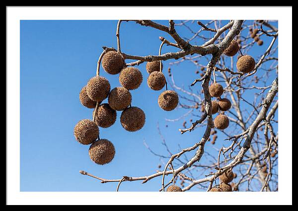 Hanging Seed Balls Against Blue Sky