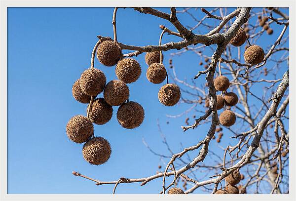 Hanging Seed Balls Against Blue Sky