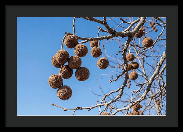 Hanging Seed Balls Against Blue Sky