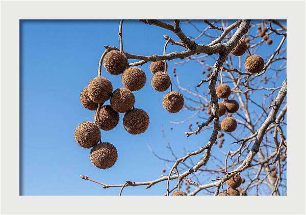 Hanging Seed Balls Against Blue Sky