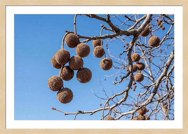 Hanging Seed Balls Against Blue Sky