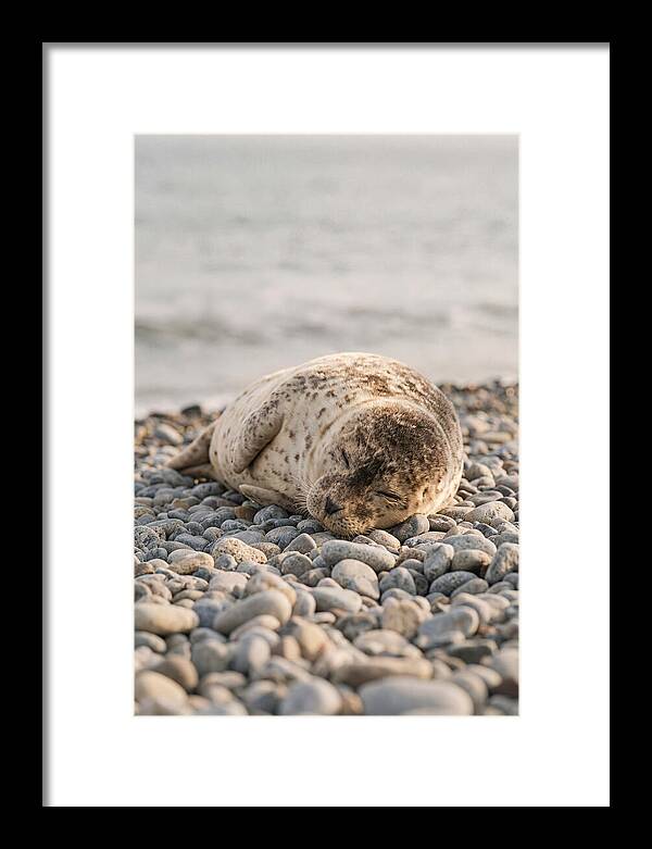 Harbor Seal Pup Resting