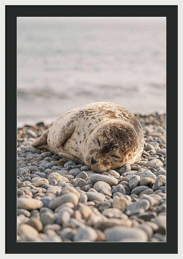 Harbor Seal Pup Resting